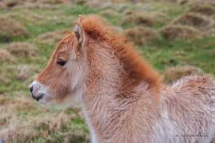 Icelandic Foal-9343 Icelandic Foal-9343